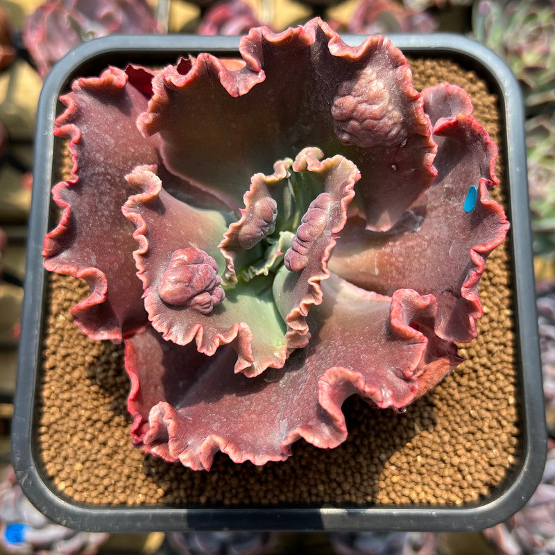 mauna loa succulent Echeveria 'Mauna Loa' 3" Succulent Plant Cutting