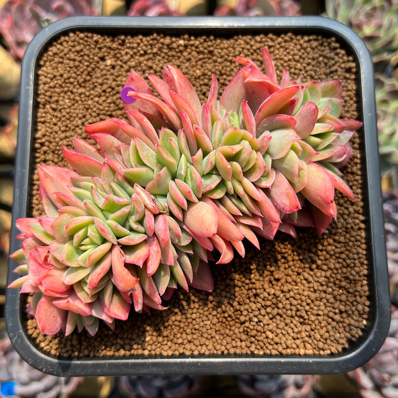 Echeveria 'Luella' Crested 4