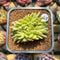 Echeveria 'Crystal' Crested 2" Succulent Plant Cutting