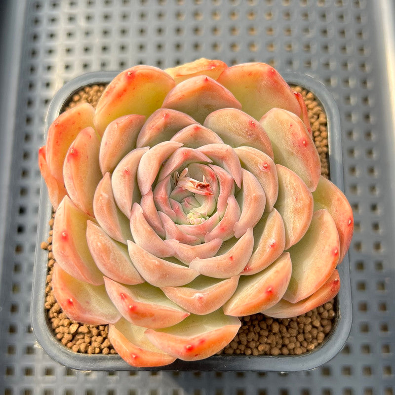 Echeveria 'Hyalina' Hybrid Seed-Grown 3
