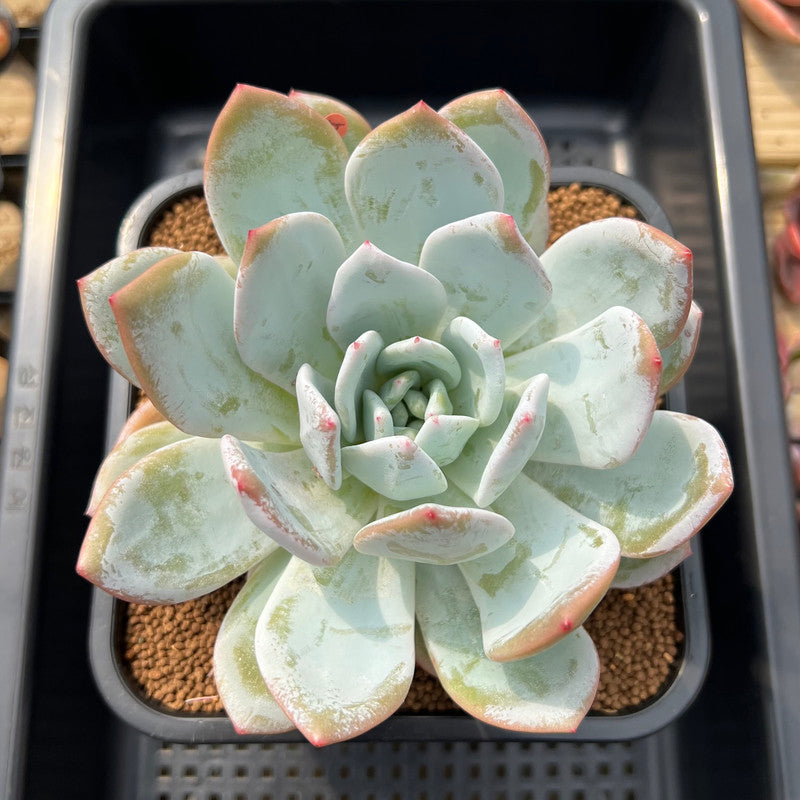 ivory succulent Echeveria 'Ivory' 4"-5" Succulent Plant Cutting
