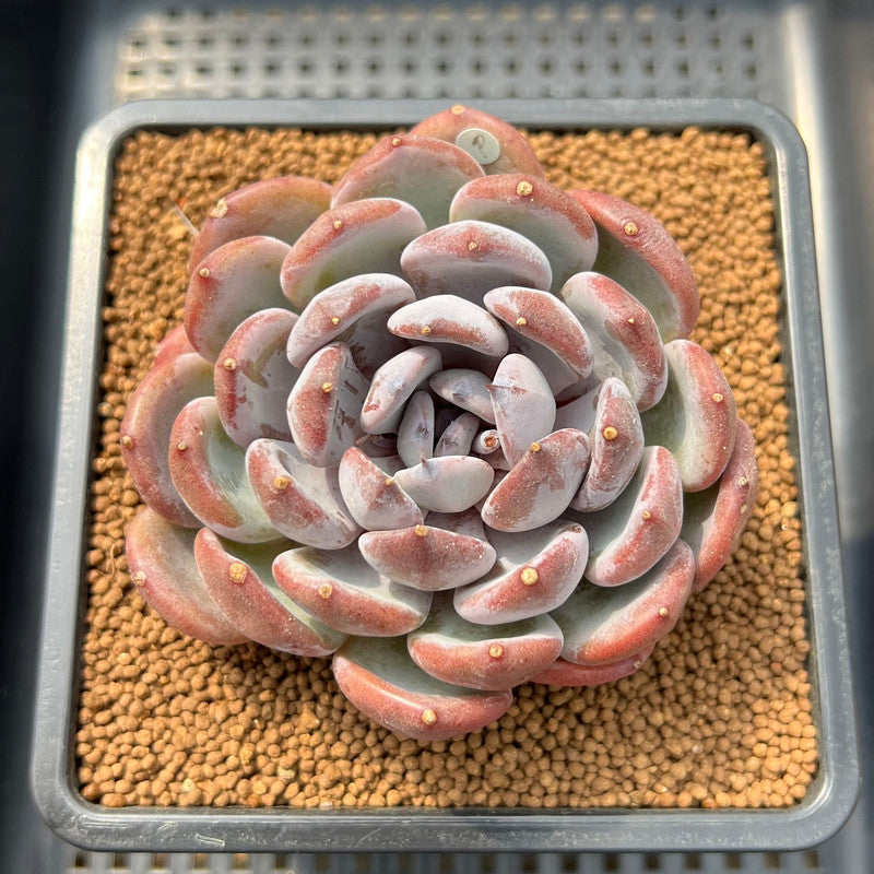 succulent forest Echeveria 'Misty Forest' 3" Succulent Plant Cutting