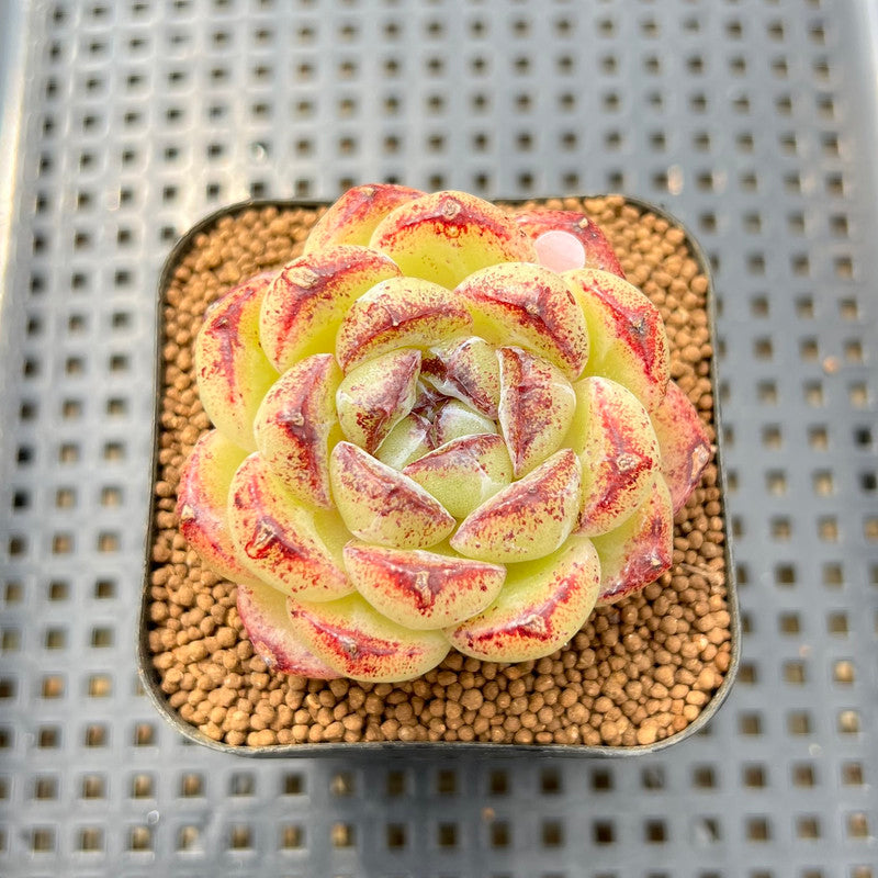 succulent sand Echeveria 'Black Sand Beach' 2" Succulent Plant Cutting – True Succulents Plant Co