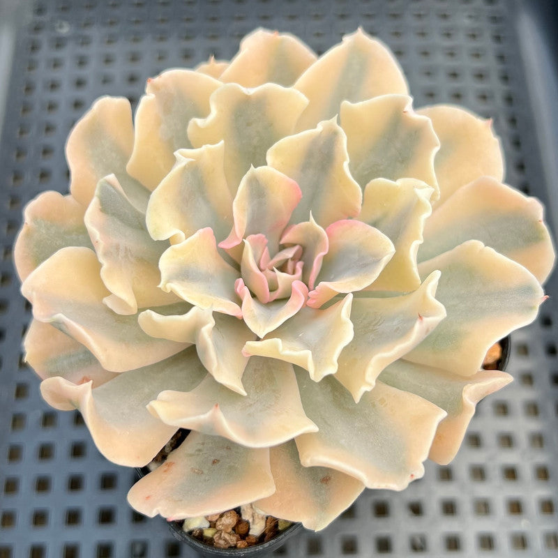 Echeveria 'Saffron' Variegated 3