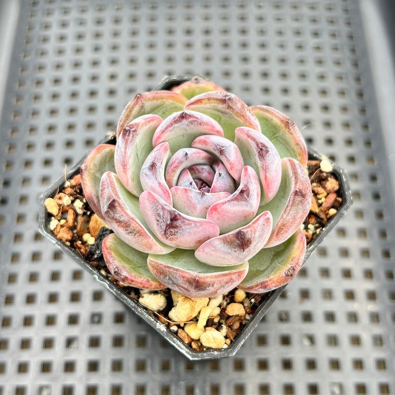 opal succulent plant Echeveria 'Dark Opal' 2" Succulent Plant