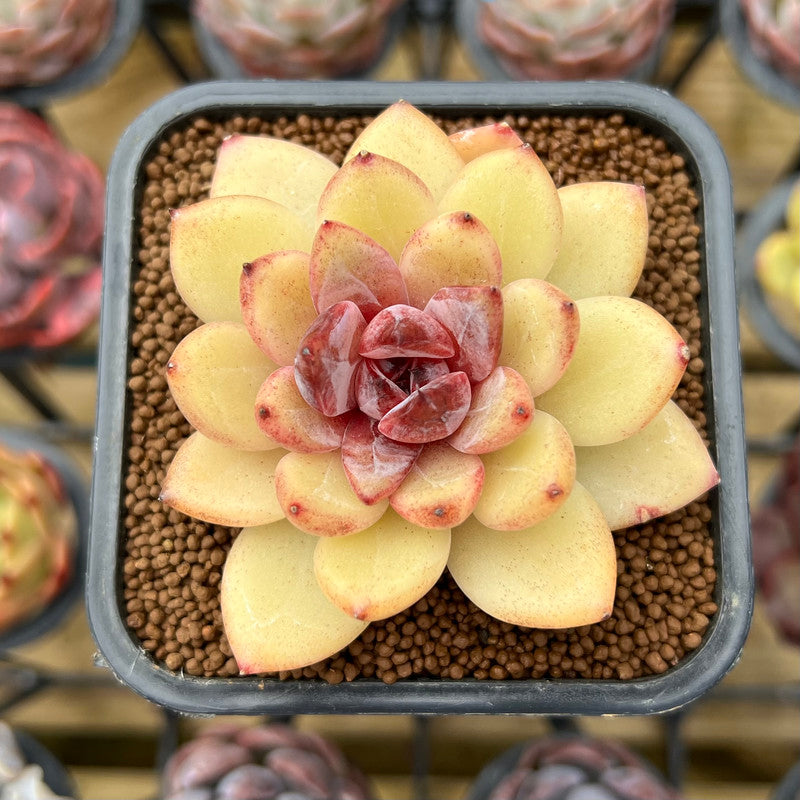 echeveria flower seeds Echeveria Hybrid sp. 2" Unique Seed-Grown Flower Village Original Hybrid Succulent Plant Cutting