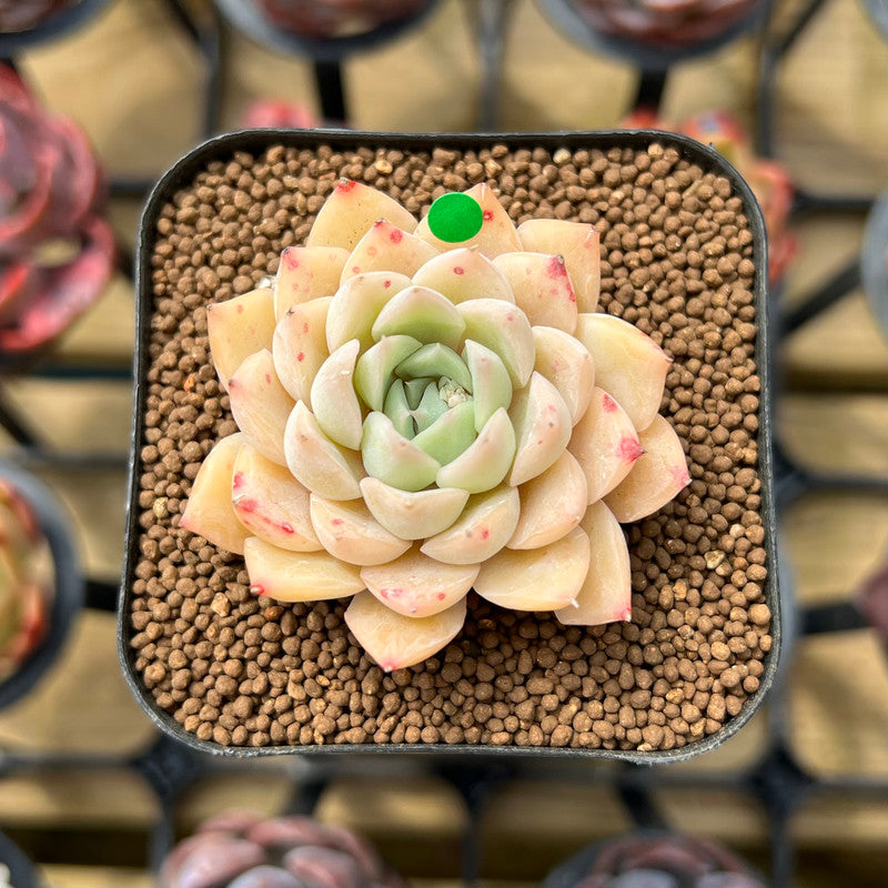 hybrid succulent plants Echeveria 'Elegans' Hybrid 2" Flower Village Original Hybrid Succulent Plant Cutting