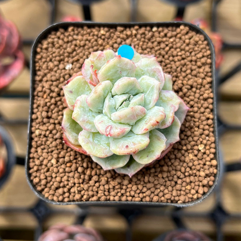 succulent plant cuttings for sale Echeveria 'Joberry 2" Flower Village Original Hybrid Succulent Plant Cutting