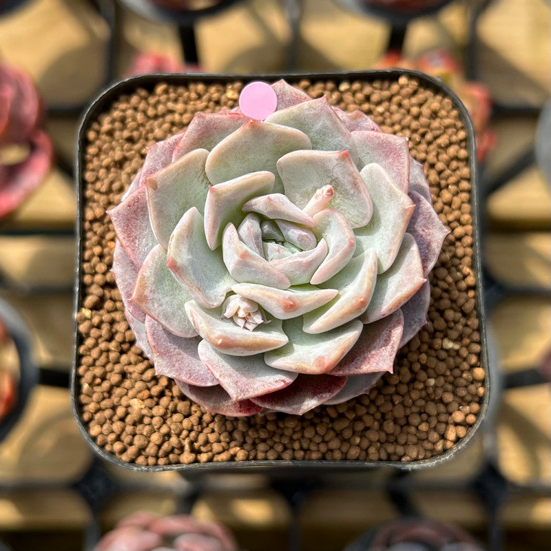 hybrid succulents Echeveria 'Hyalina' x 'Laui' Hybrid 2" Flower Village Original Hybrid  Succulent Plant Cutting