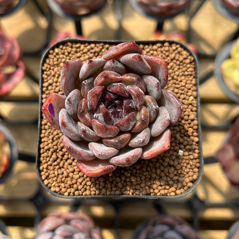 queen succulent Echeveria 'Black Queen' Hybrid Selected Clone 2" Flower Village Original Hybrid Succulent Plant Cutting