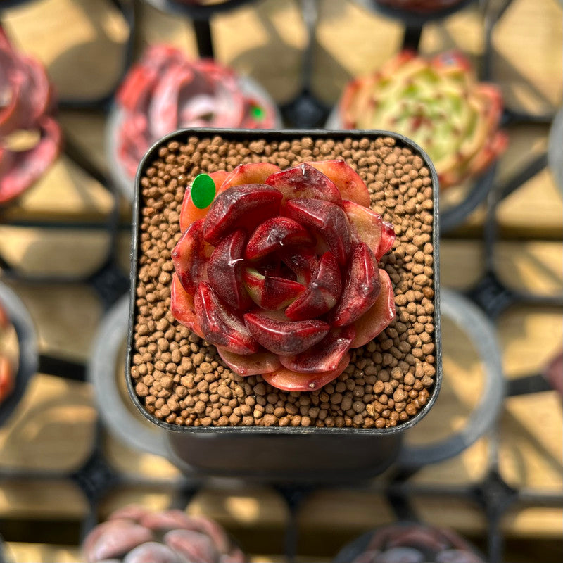 blood rose succulent Echeveria 'Alata' x 'Blood Maria' Hybrid 1"-2" Flower Village Original  Hybrid Succulent Plant Cutting