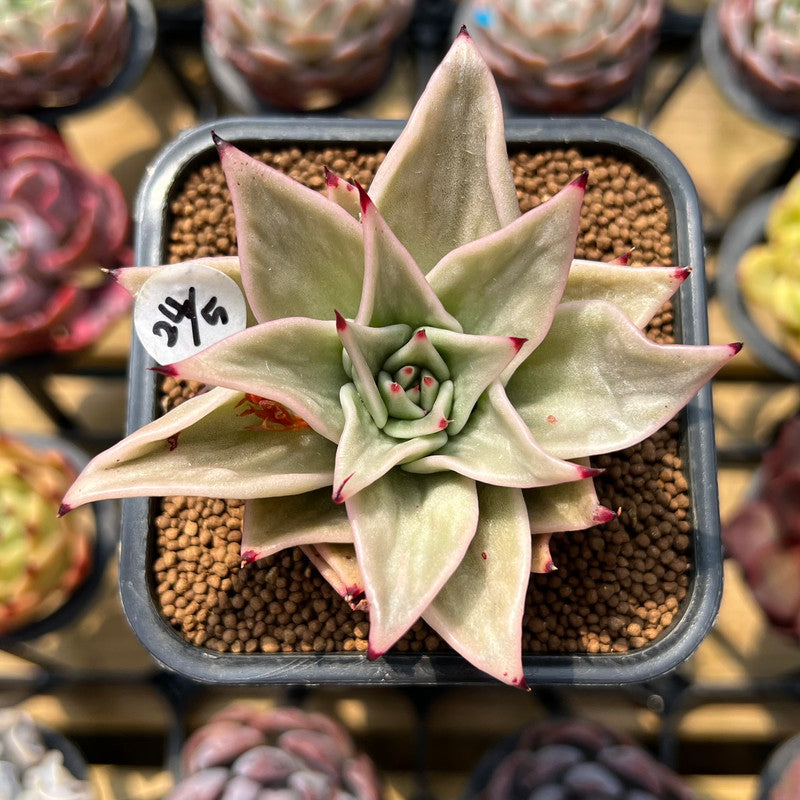 succulent star plant Echeveria 'Jade Star' Variegated Type A 2" Succulent Plant Cutting