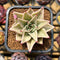 Echeveria 'Jade Star' Variegated Type A 2" Succulent Plant Cutting