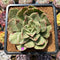 Echeveria 'Hermione' Variegated 2"-3" Succulent Plant Cutting