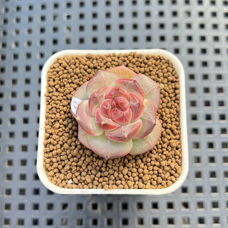Echeveria 'Sakura Ring' 1" Succulent Plant Cutting