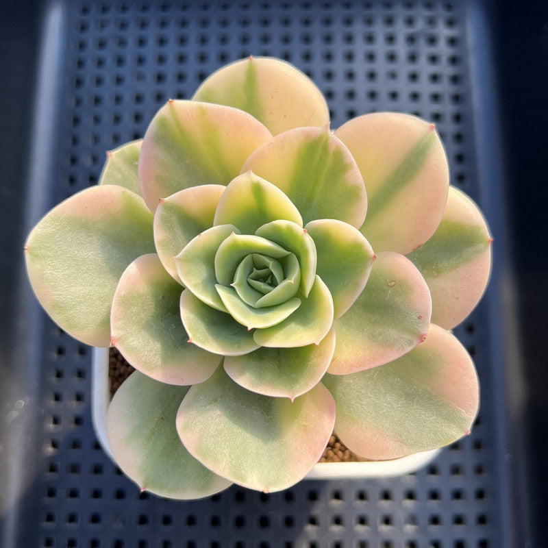 Echeveria 'Arenas' Variegated 3" Succulent Plant Cutting