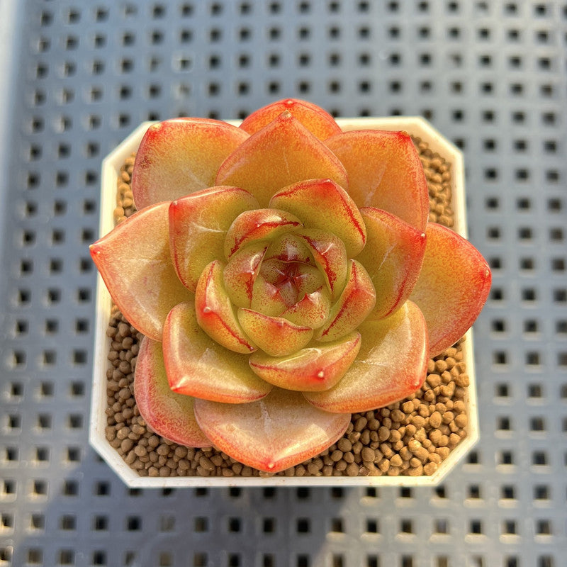 Echeveria 'Biella' Jelly Type 2" Succulent Plant Cutting