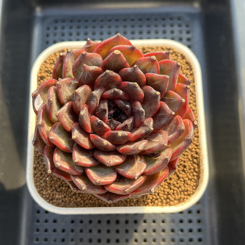 Echeveria 'Dark Jasmine' 4"-5" Succulent Plant Cutting