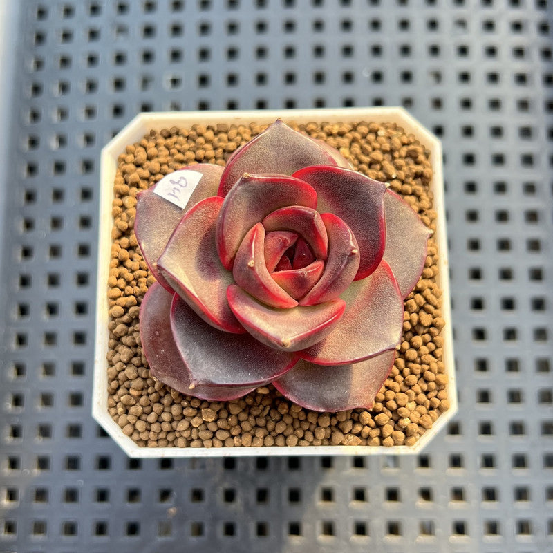 Echeveria 'Glowing Rose' 2" Succulent Plant Cutting