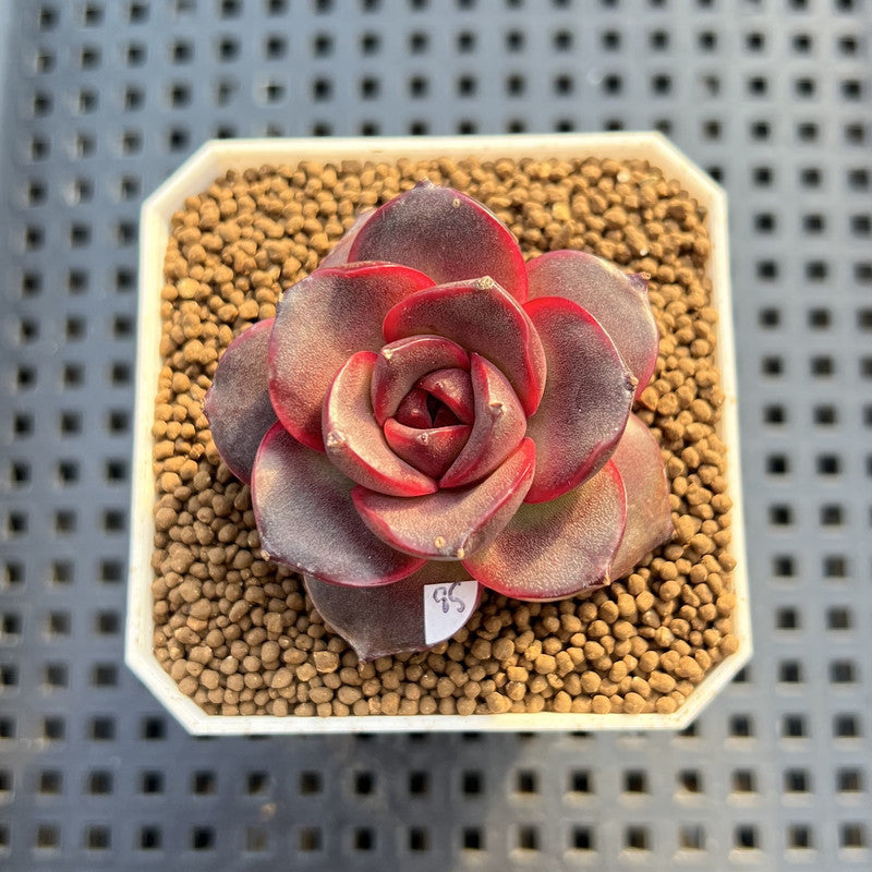 Echeveria 'Glowing Rose' 2" Succulent Plant Cutting