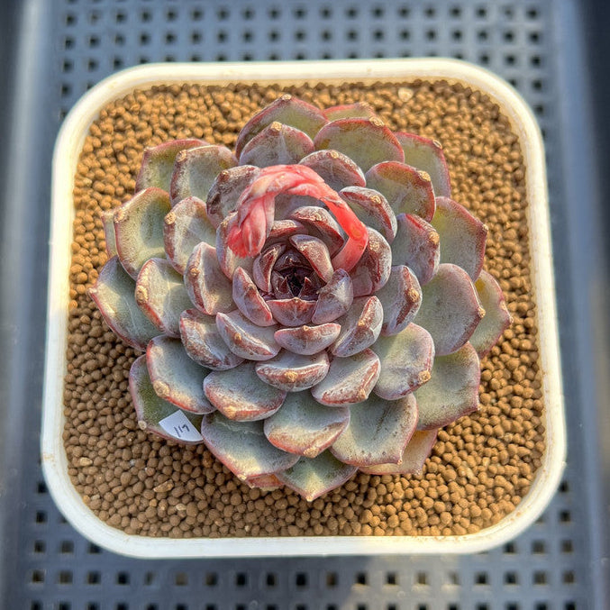 Echeveria 'Blue Enchantress' 3" Succulent Plant Cutting