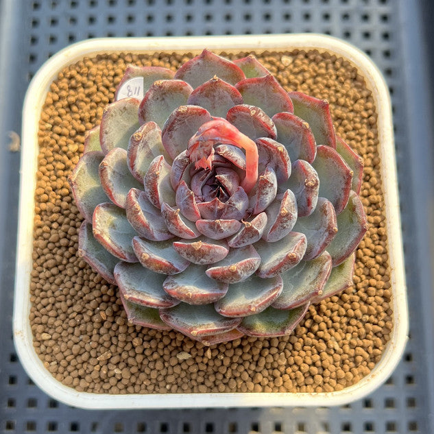 Echeveria 'Blue Enchantress' 3" Succulent Plant Cutting