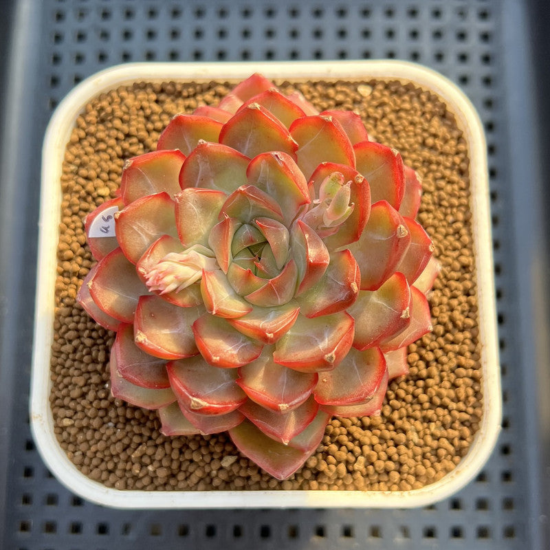 Echeveria 'Dai Yu' 3" Succulent Plant Cutting