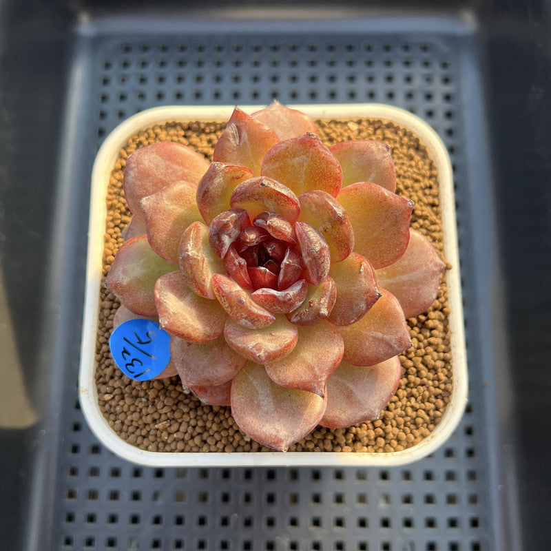 Echeveria 'Odette' Selected-Clone 3" Succulent Plant Cutting
