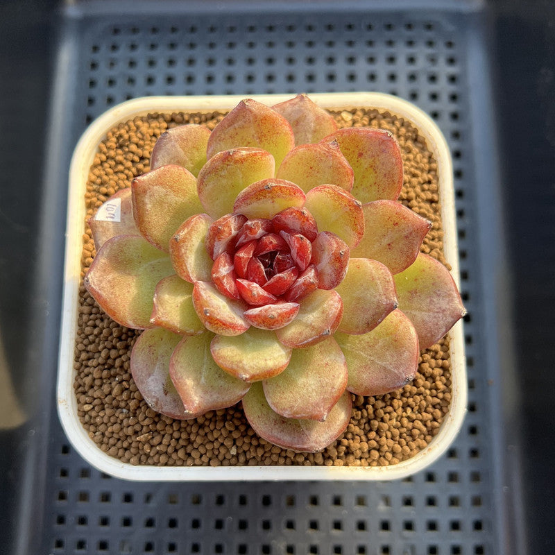 Echeveria 'Odette' Selected-Clone 3" Succulent Plant Cutting