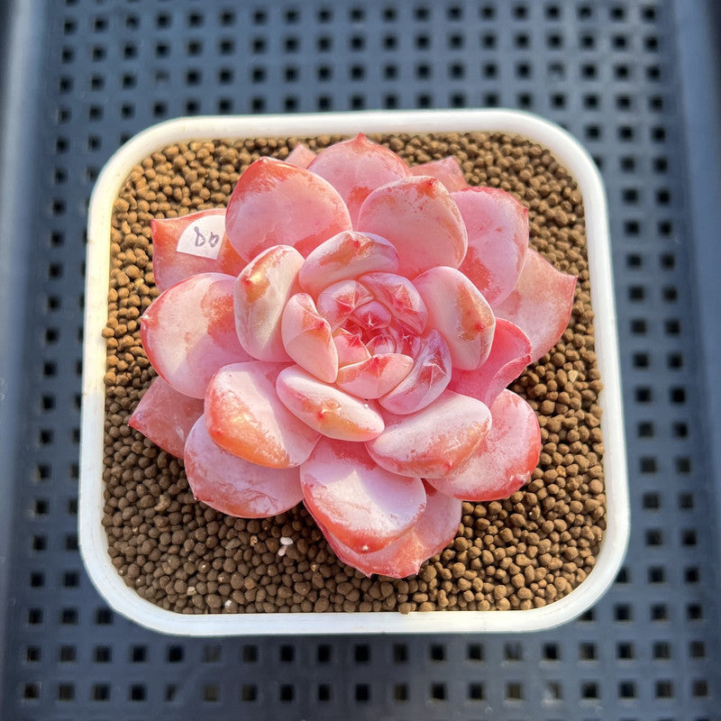Echeveria 'Orange Monroe' Original Form 2" Succulent Plant Cutting