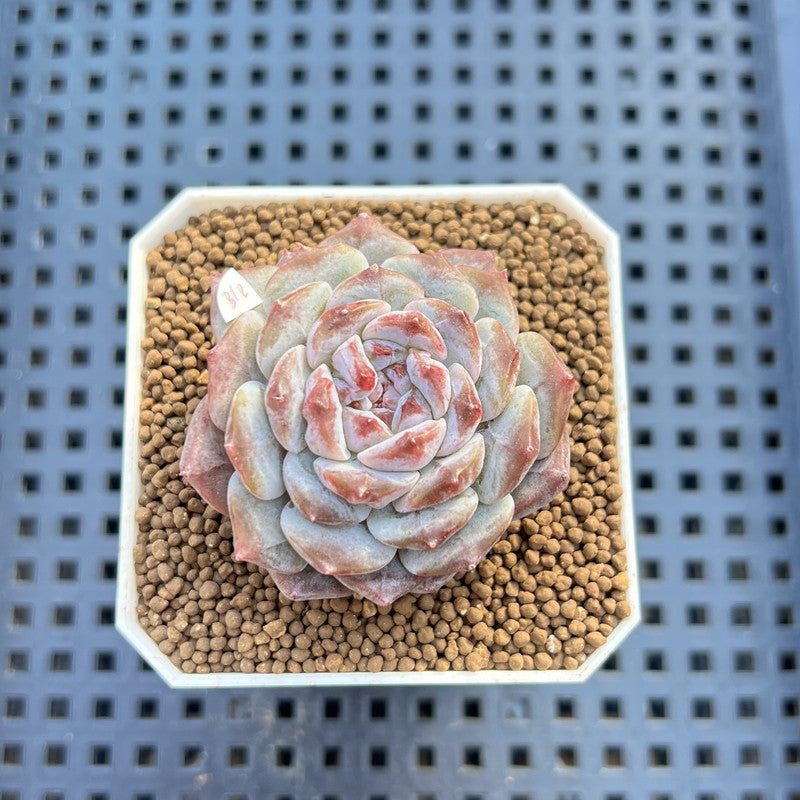 Echeveria 'Herace' 1"-2" Succulent Plant Cutting