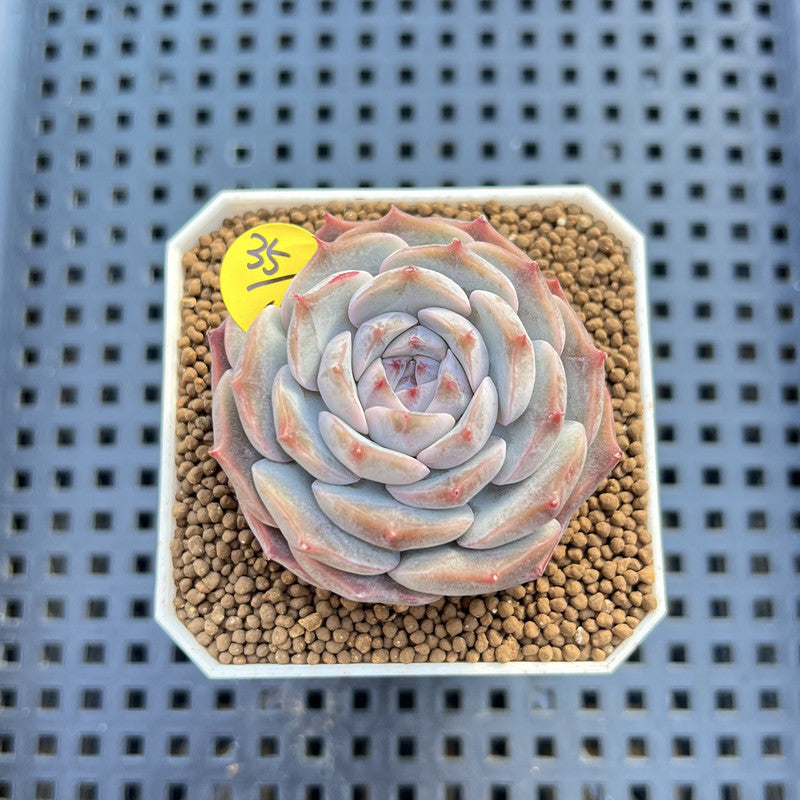 Echeveria 'Herace' 1"-2" Succulent Plant Cutting