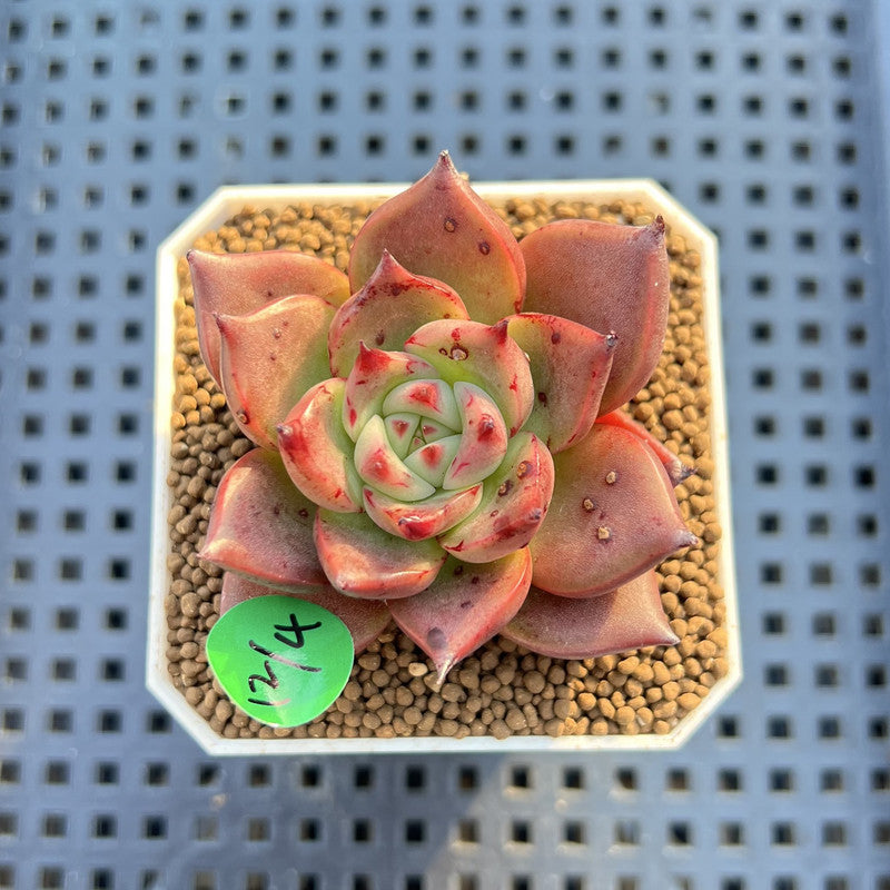 Echeveria Agavoides 'Asuka' 2" Succulent Plant Cutting