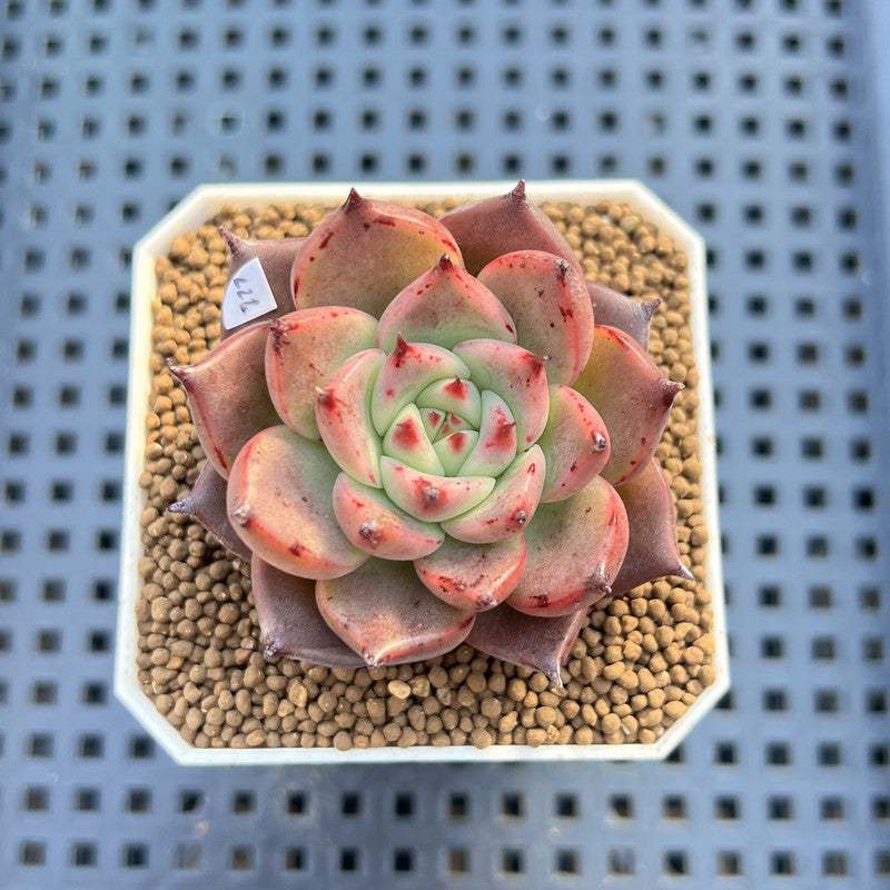Echeveria Agavoides 'Asuka' 2" Succulent Plant Cutting