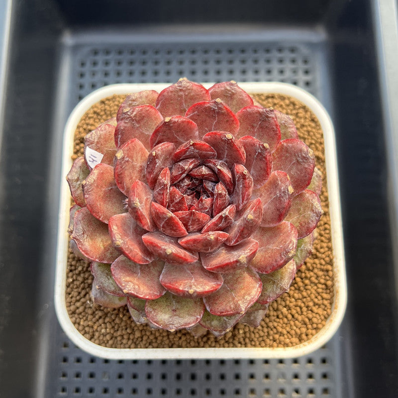 Echeveria 'Dark Jewel' 4"-5" Large Succulent Plant Cutting