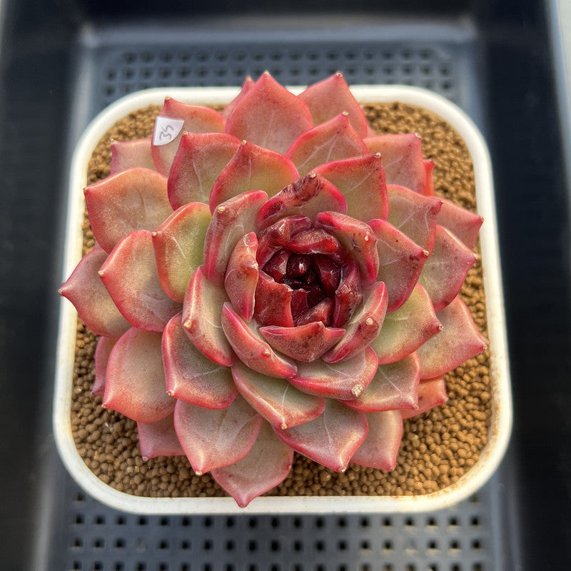 Echeveria 'Cherry Wood' 4" Succulent Plant Cutting