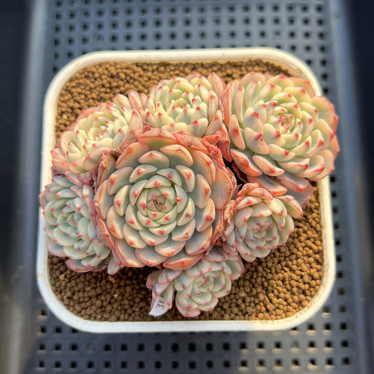Echeveria 'Minima' Variegated 4" Cluster Succulent Plant Cutting