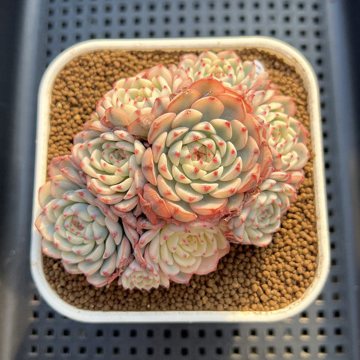 Echeveria 'Minima' Variegated 4" Cluster Succulent Plant Cutting