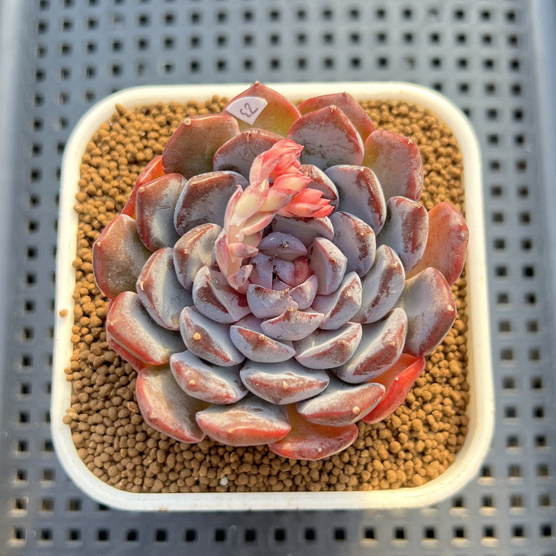 Echeveria 'Dark Horizon' 2"-3" Succulent Plant Cutting