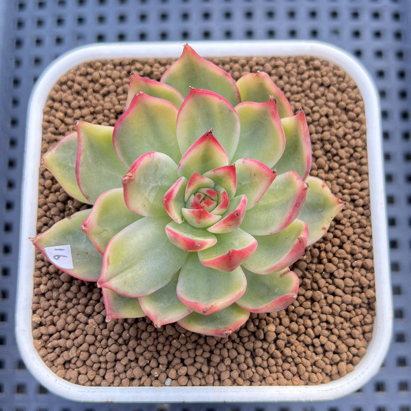 Echeveria Agavoides 'Peach Blossom' Variegated 2"-3" Succulent Plant Cutting
