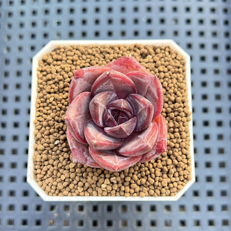 Echeveria Hybrid sp. 1"-2" Hand-Selected Clone (From Brotherly Farm) Succulent Plant Cutting