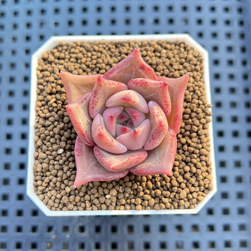 Echeveria Hybrid sp. 1"-2" Hand-Selected Clone (From Brotherly Farm) Succulent Plant Cutting