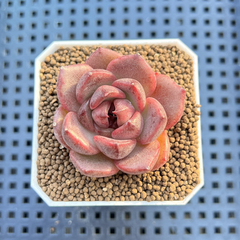 Echeveria Hybrid sp. 1"-2" Hand-Selected Clone (From Brotherly Farm) Succulent Plant Cutting