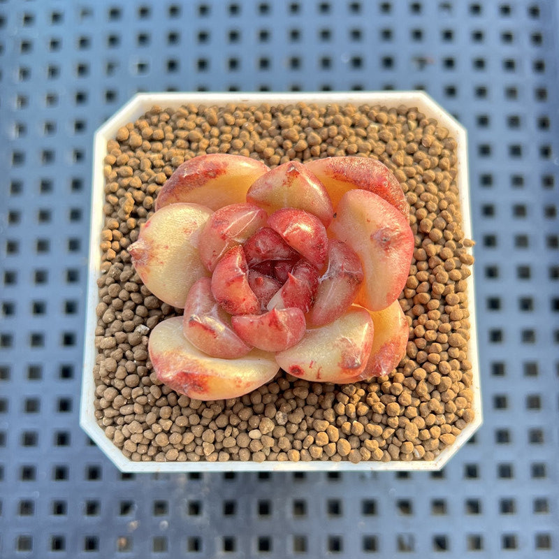 Echeveria Hybrid sp. 1"-2" Hand-Selected Clone (From Brotherly Farm) Succulent Plant Cutting