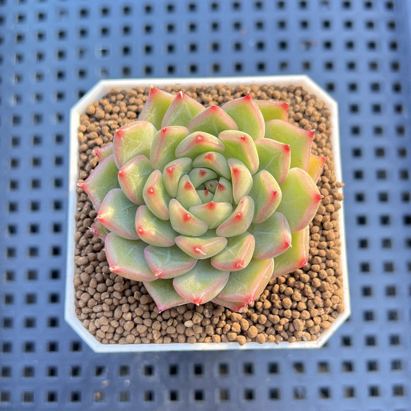 Echeveria Hybrid sp. 1"-2" Hand-Selected Clone (From Brotherly Farm) Succulent Plant Cutting
