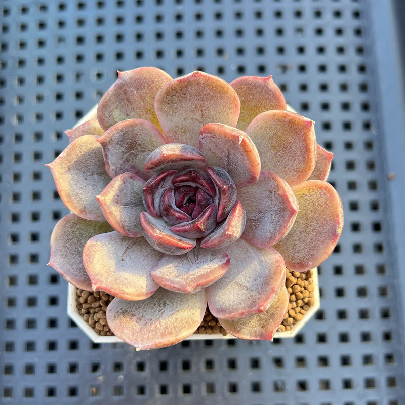 Echeveria Hybrid sp. 1"-2" Hand-Selected Clone (From Brotherly Farm) Succulent Plant Cutting