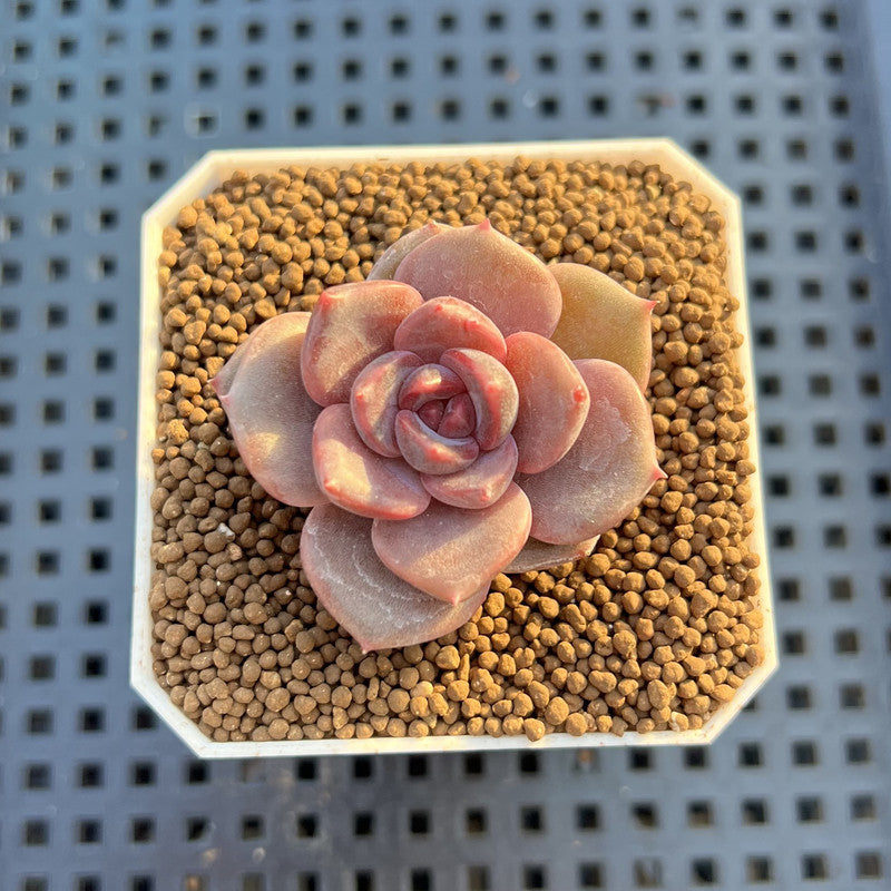 Echeveria Hybrid sp. 1"-2" Hand-Selected Clone (From Brotherly Farm) Succulent Plant Cutting