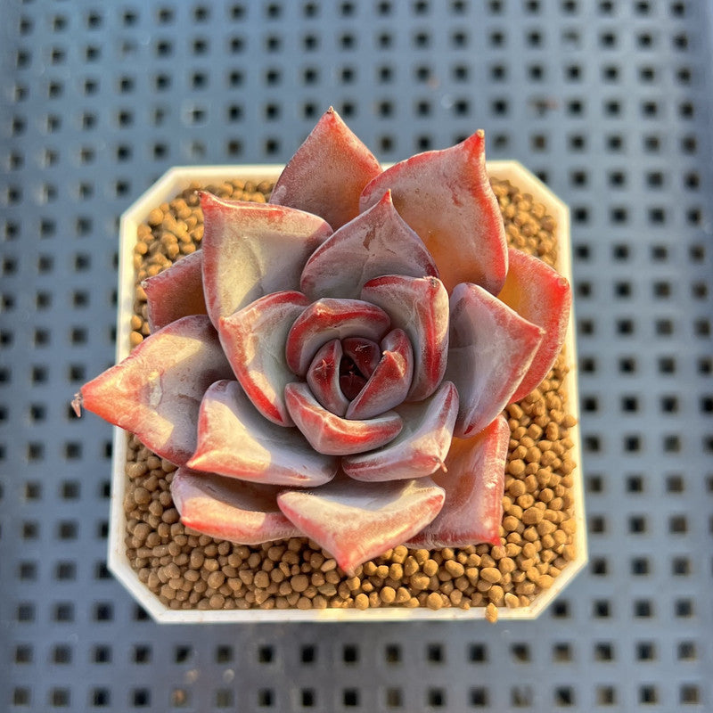 Echeveria Hybrid sp. 1"-2" Hand-Selected Clone (From Brotherly Farm) Succulent Plant Cutting