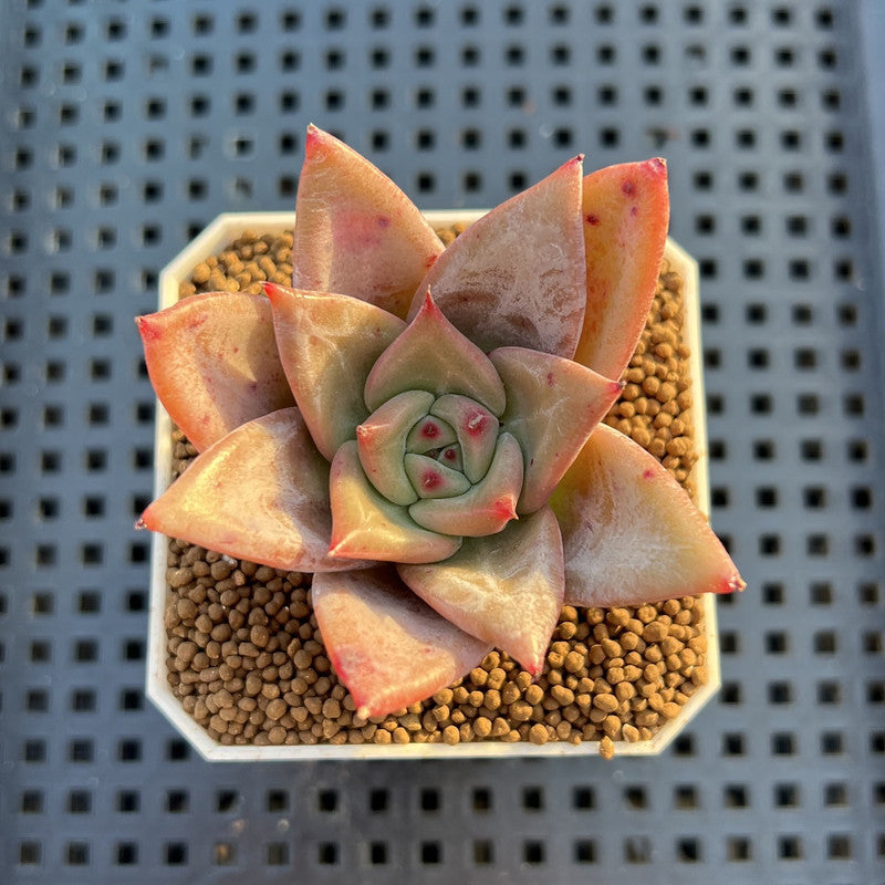 Echeveria Hybrid sp. 1"-2" Hand-Selected Clone (From Brotherly Farm) Succulent Plant Cutting