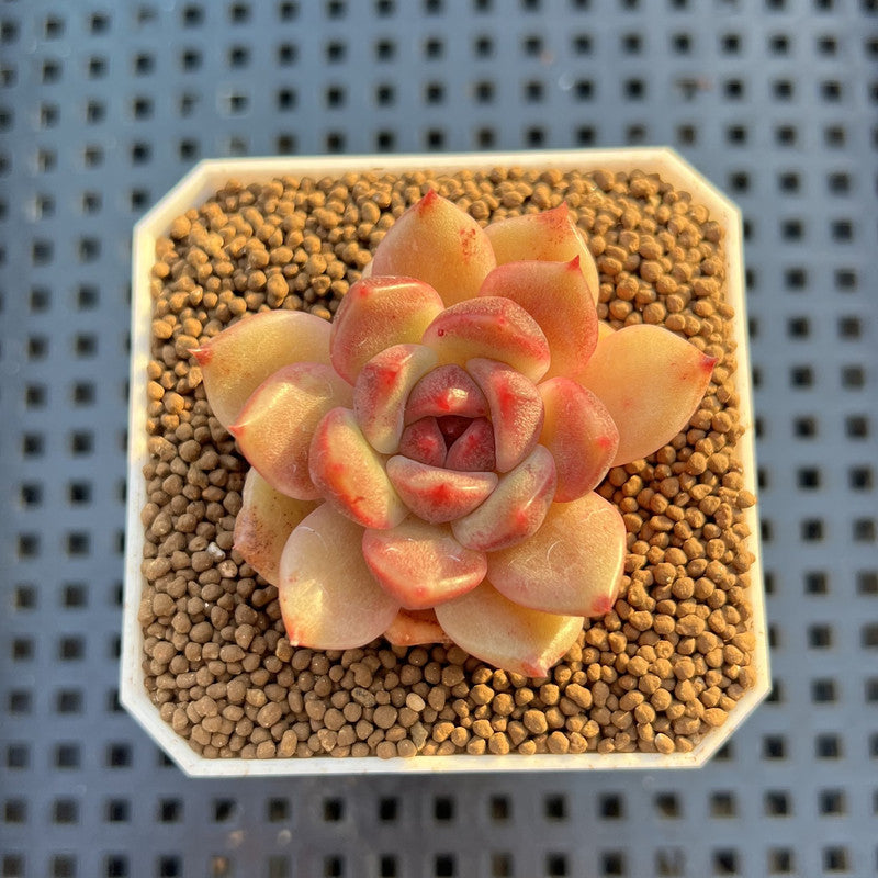 Echeveria Hybrid sp. 1"-2" Hand-Selected Clone (From Brotherly Farm) Succulent Plant Cutting